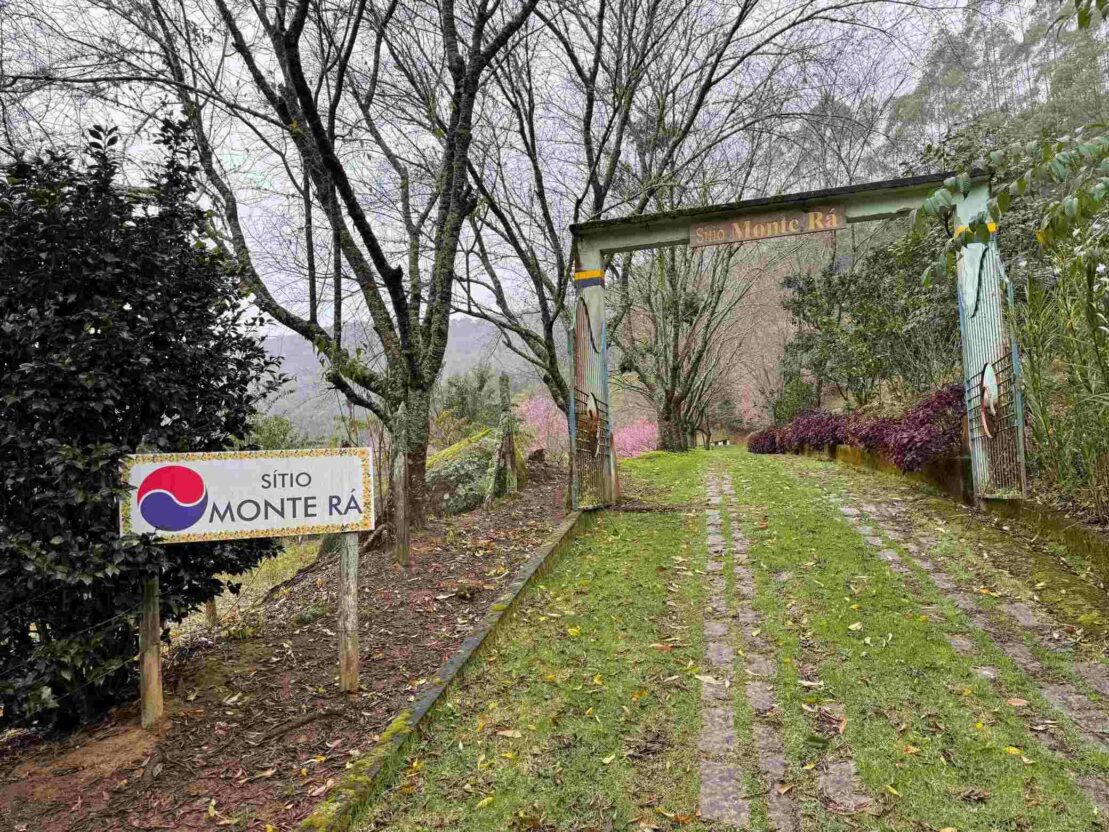 Bosque de Cerejeiras transforma interior de Alfredo Chaves em espetáculo de cores 2 cerejeira alfredochaves 1 1