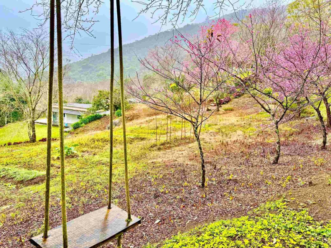 Bosque de Cerejeiras transforma interior de Alfredo Chaves em espetáculo de cores 3 cerejeira alfredochaves 2 1