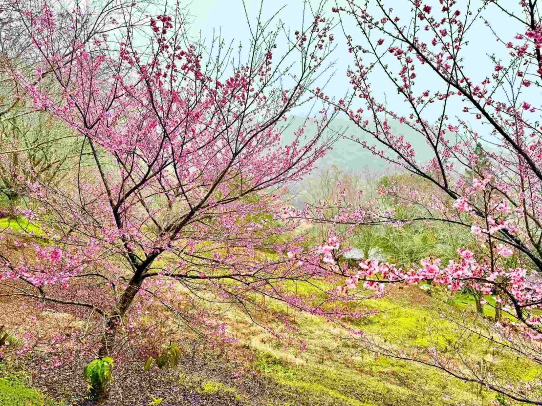 Bosque de Cerejeiras transforma interior de Alfredo Chaves em espetáculo de cores 1 cerejeira alfredochaves 2