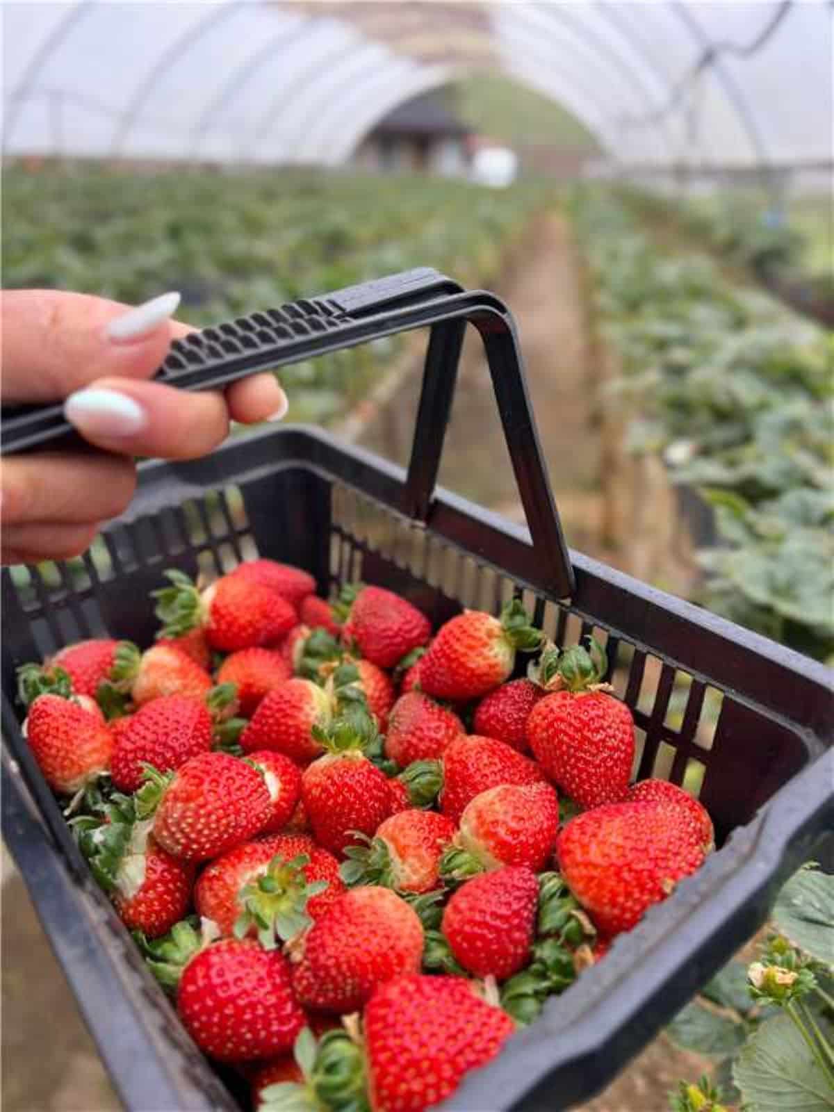Sabor das montanhas: temporada de colheita de morangos é aberta em Alfredo Chaves 1 colheita morango1