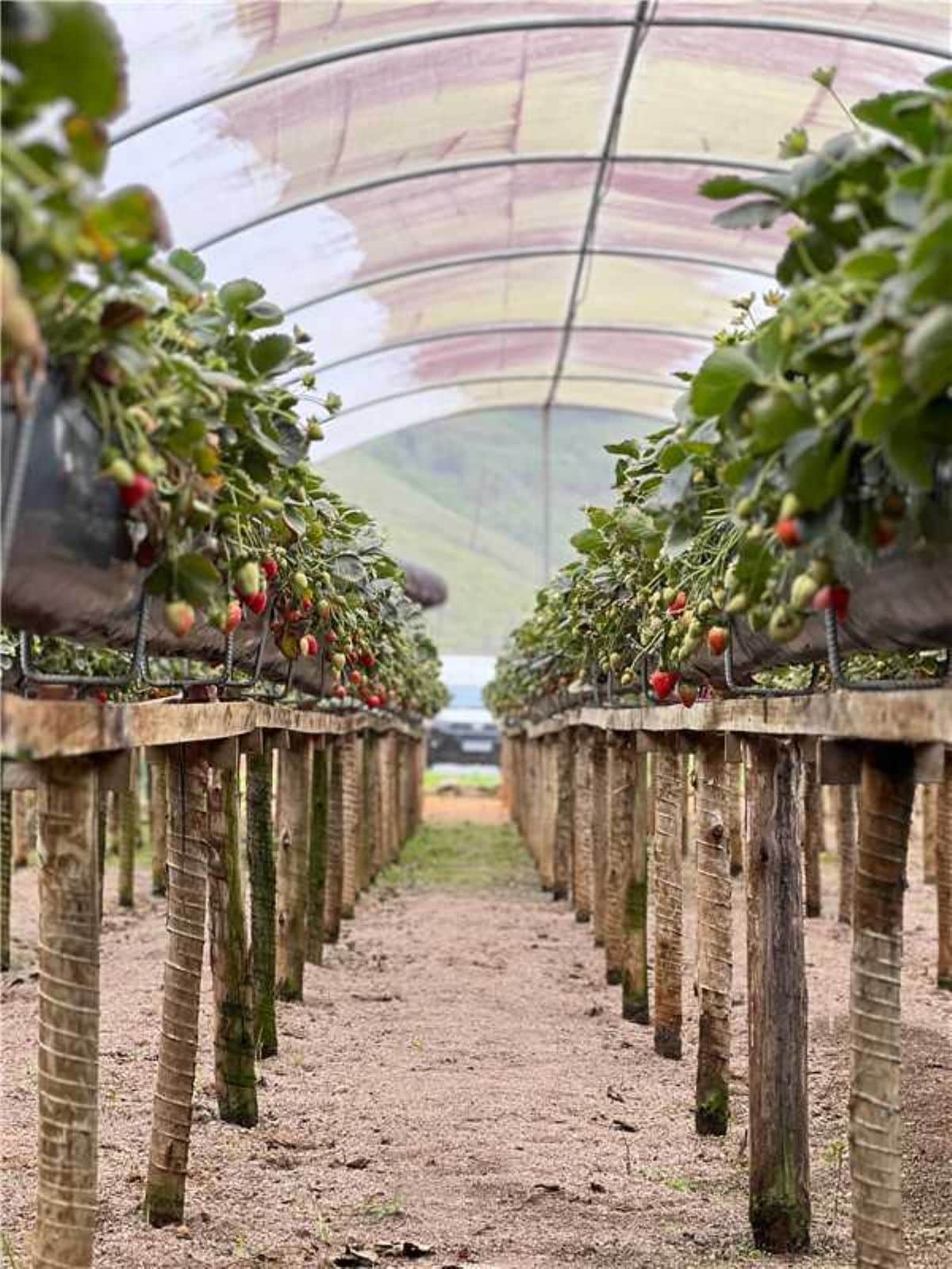 Sabor das montanhas: temporada de colheita de morangos é aberta em Alfredo Chaves 2 colheita morango2