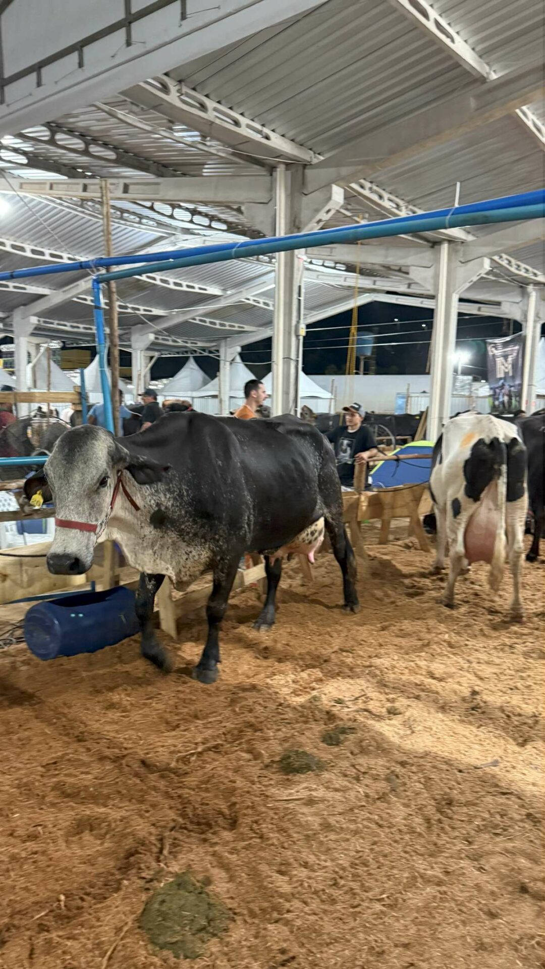 Festa da Banana e do Leite deve reunir mais de 18 mil pessoas em Alfredo Chaves 2 concurso de gado alfredo chaves festa 2