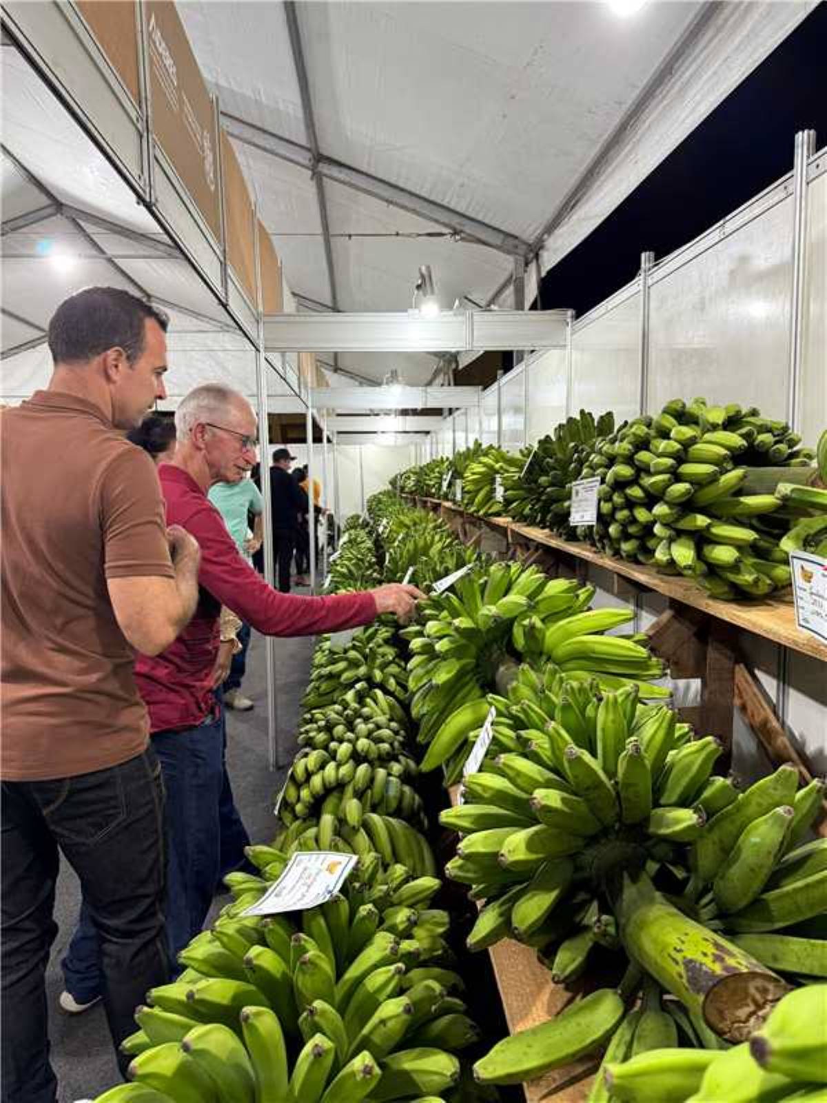 Festa da Banana e do Leite bate recorde de público com 50 mil visitantes em Alfredo Chaves 5 festa banana e leite agro 1