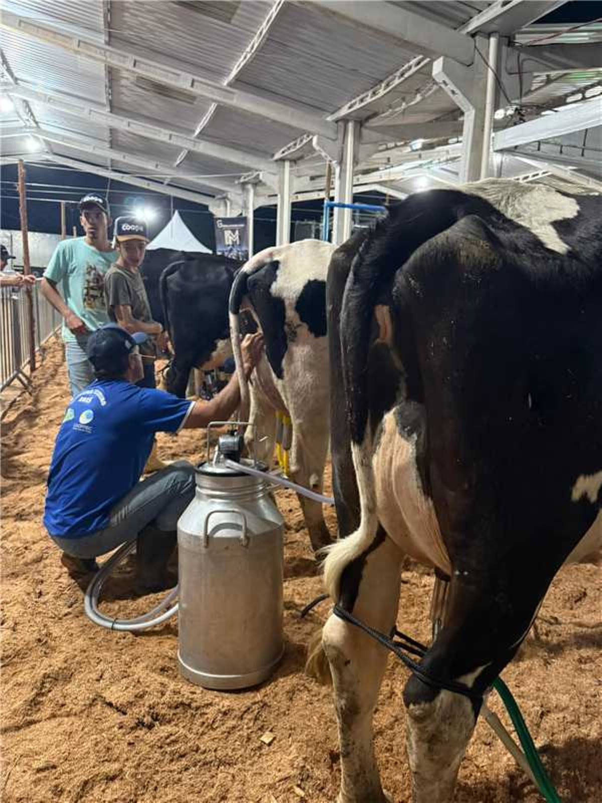 Festa da Banana e do Leite bate recorde de público com 50 mil visitantes em Alfredo Chaves 2 festa banana e leite agro