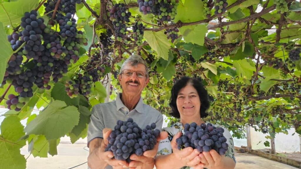 sitio uva marechal 1