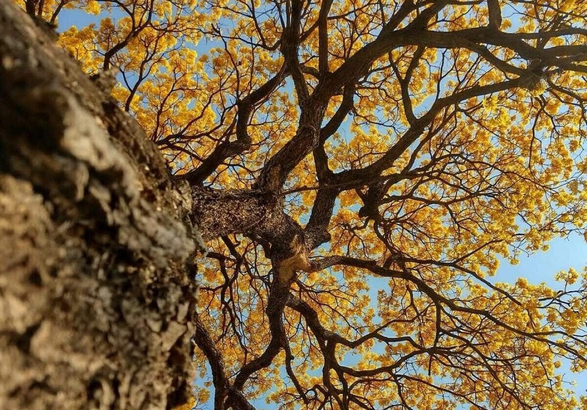 Rota dos Ipês1