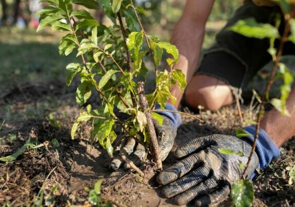 aproxime-se-plantio-de-novas-plantas-na-natureza